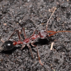 Myrmecia simillima at Paddys River, ACT - 10 May 2022 11:10 AM