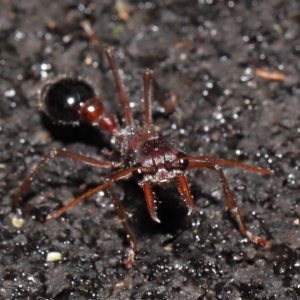 Myrmecia simillima at Paddys River, ACT - 10 May 2022 11:10 AM