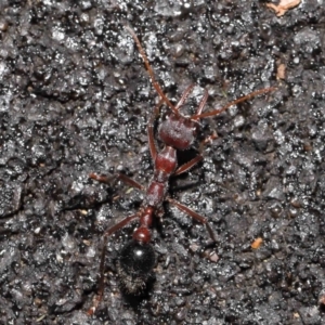 Myrmecia simillima at Paddys River, ACT - 10 May 2022 11:10 AM