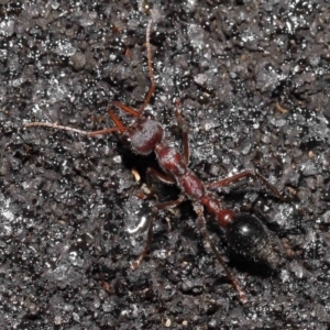 Myrmecia simillima at Paddys River, ACT - 10 May 2022 11:10 AM