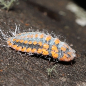 Monophlebulus sp. (genus) at Paddys River, ACT - 10 May 2022