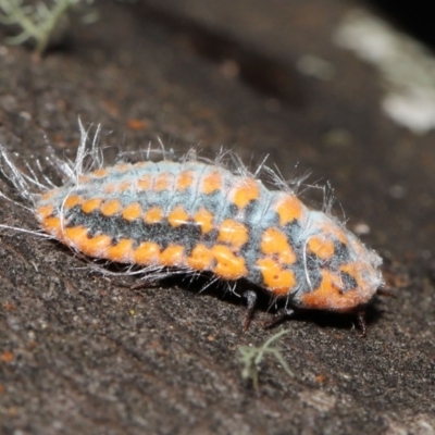 Monophlebulus sp. (genus) (Giant Snowball Mealybug) at Tidbinbilla Nature Reserve - 10 May 2022 by TimL