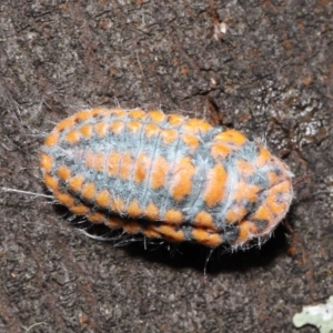 Monophlebulus sp. (genus) at Paddys River, ACT - 10 May 2022