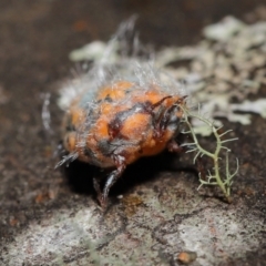 Monophlebulus sp. (genus) at Paddys River, ACT - 10 May 2022