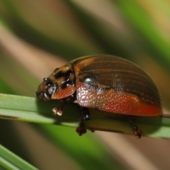 Unidentified Leaf beetle (Chrysomelidae) (TBC) at Tidbinbilla Nature Reserve - 10 May 2022 by TimL