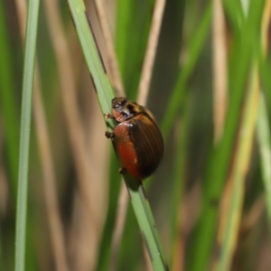 Paropsisterna agricola at Paddys River, ACT - 10 May 2022