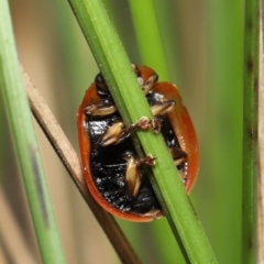 Paropsisterna agricola at Paddys River, ACT - 10 May 2022