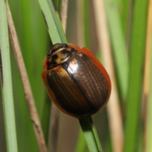 Paropsisterna agricola at Paddys River, ACT - 10 May 2022