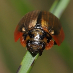 Paropsisterna agricola at Paddys River, ACT - 10 May 2022