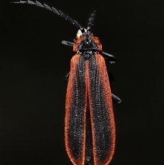 Trichalus sp. (genus) (Net-winged beetle) at Paddys River, ACT - 10 May 2022 by TimL