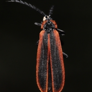 Trichalus sp. (genus) at Paddys River, ACT - 10 May 2022