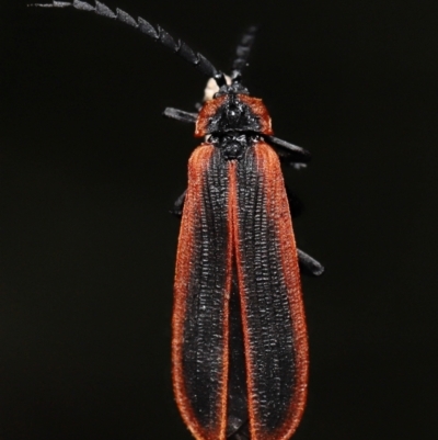 Trichalus sp. (genus) (Net-winged beetle) at Tidbinbilla Nature Reserve - 10 May 2022 by TimL