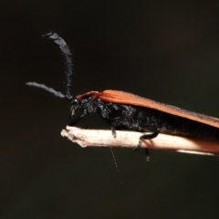 Trichalus sp. (genus) at Paddys River, ACT - 10 May 2022