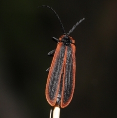 Trichalus sp. (genus) at Paddys River, ACT - 10 May 2022