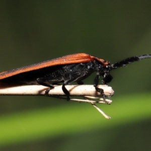 Trichalus sp. (genus) at Paddys River, ACT - 10 May 2022