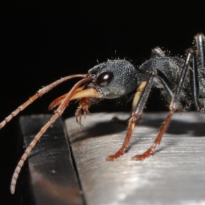 Myrmecia tarsata at Paddys River, ACT - 10 May 2022