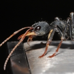 Myrmecia tarsata (Bull ant or Bulldog ant) at Tidbinbilla Nature Reserve - 10 May 2022 by TimL