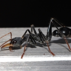 Myrmecia tarsata at Paddys River, ACT - 10 May 2022