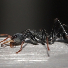 Myrmecia tarsata at Paddys River, ACT - 10 May 2022