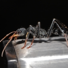 Myrmecia tarsata at Paddys River, ACT - 10 May 2022