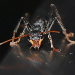 Myrmecia tarsata at Paddys River, ACT - 10 May 2022