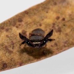 Simaethula sp. (genus) (A jumping spider) at QPRC LGA - 11 May 2022 by MarkT