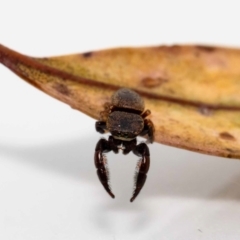 Simaethula sp. (genus) at Jerrabomberra, NSW - suppressed