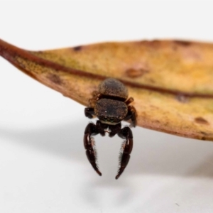 Simaethula sp. (genus) at Jerrabomberra, NSW - suppressed