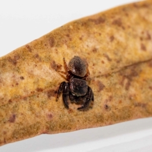 Simaethula sp. (genus) at Jerrabomberra, NSW - suppressed