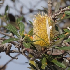 Banksia integrifolia subsp. integrifolia (Coast Banksia) at Merimbula, NSW - 16 Jul 2020 by michaelb