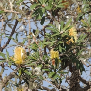 Banksia integrifolia subsp. integrifolia at Merimbula, NSW - 16 Jul 2020