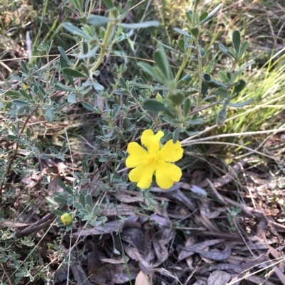 Hibbertia obtusifolia (Grey Guinea-flower) at Bruce, ACT - 21 Apr 2022 by JohnGiacon