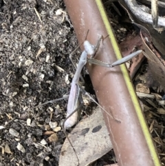 Archimantis sp. (genus) at Belconnen, ACT - 18 Apr 2022