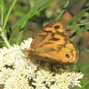 Heteronympha merope at Paddys River, ACT - 23 Jan 2022 05:24 PM