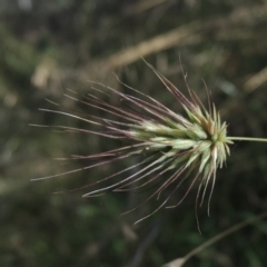 Echinopogon sp. (Hedgehog Grass) at Tidbinbilla Nature Reserve - 23 Jan 2022 by michaelb