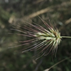 Echinopogon sp. (Hedgehog Grass) at Paddys River, ACT - 23 Jan 2022 by MichaelBedingfield