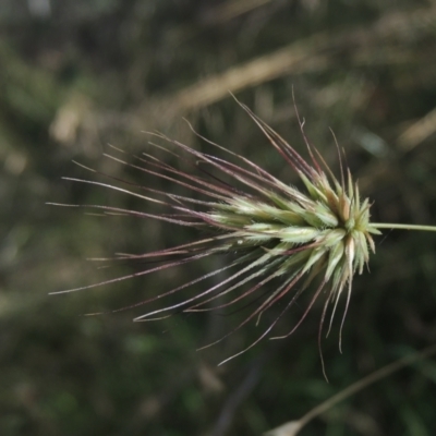 Echinopogon sp. (Hedgehog Grass) at Paddys River, ACT - 23 Jan 2022 by michaelb