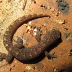 Christinus marmoratus (Southern Marbled Gecko) at Flynn, ACT - 3 May 2022 by Christine