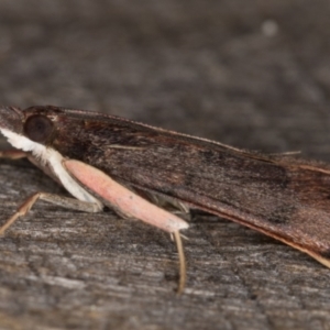 Uresiphita ornithopteralis at Melba, ACT - 3 May 2022