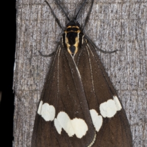 Nyctemera amicus at Melba, ACT - 3 May 2022 12:28 AM