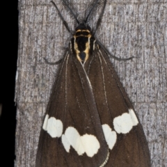 Nyctemera amicus (Senecio or Magpie moth) at Melba, ACT - 2 May 2022 by kasiaaus