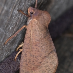 Fisera perplexata (Light-tan Crest-moth) at Melba, ACT - 3 May 2022 by kasiaaus