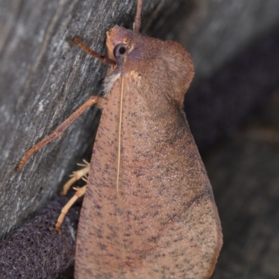 Fisera perplexata (Light-tan Crest-moth) at Melba, ACT - 2 May 2022 by kasiaaus
