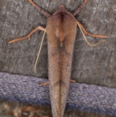 Fisera perplexata at Melba, ACT - 3 May 2022