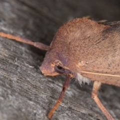 Fisera perplexata at Melba, ACT - 3 May 2022