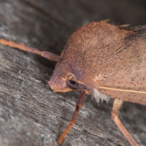 Fisera perplexata at Melba, ACT - 3 May 2022 12:30 AM