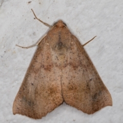 Mnesampela privata (Autumn Gum Moth) at Melba, ACT - 4 May 2022 by kasiaaus