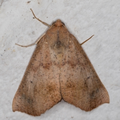 Mnesampela privata (Autumn Gum Moth) at Melba, ACT - 4 May 2022 by kasiaaus