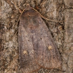 Diarsia intermixta (Chevron Cutworm, Orange Peel Moth.) at Melba, ACT - 3 May 2022 by kasiaaus