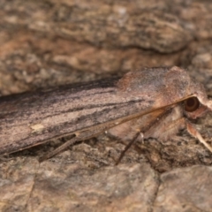 Diarsia intermixta at Melba, ACT - 3 May 2022 12:37 AM